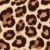 Leopardo